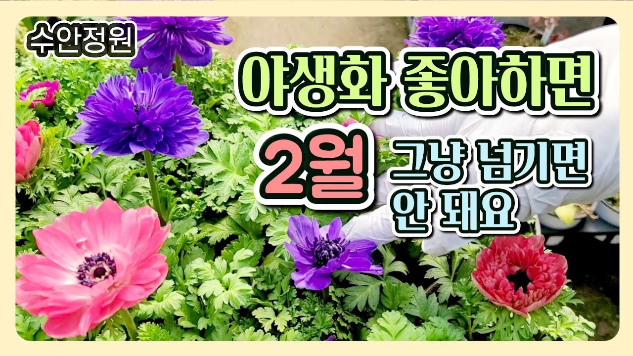 (0219)지금 준비해야 봄이 달라집니다｜2월 야생화 추천