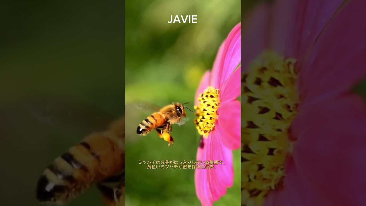 ミツバチはどうやって蜂蜜を作るのか？ | 多分あなたは知らない 229 #javie #shorts