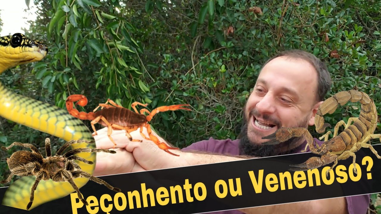 Animal peçonhento ou venenoso? Qual a diferença?