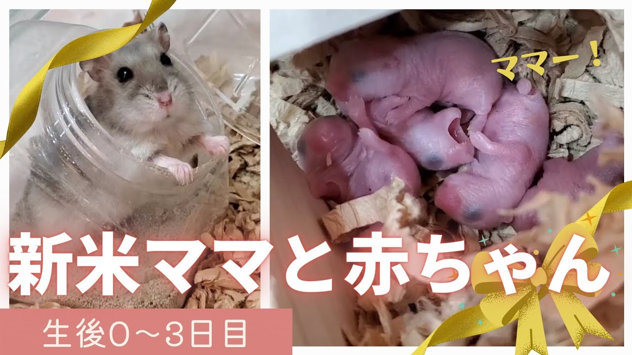 ＼生後0～3日／新米ママと赤ちゃん～のえるちゃんの子育て【ジャンガリアンハムスター】