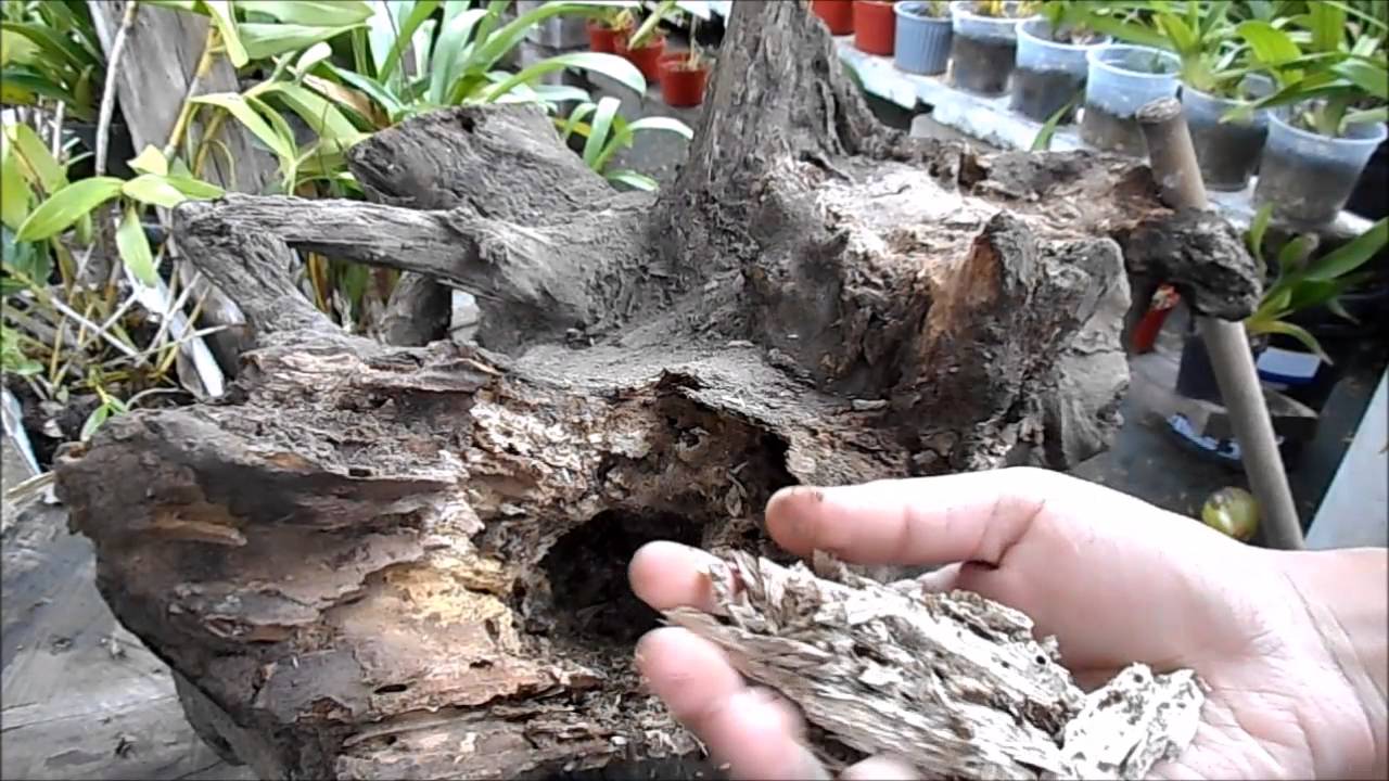 Como curar y desinfectar troncos grandes para colocar orquídeas || Orquiplanet