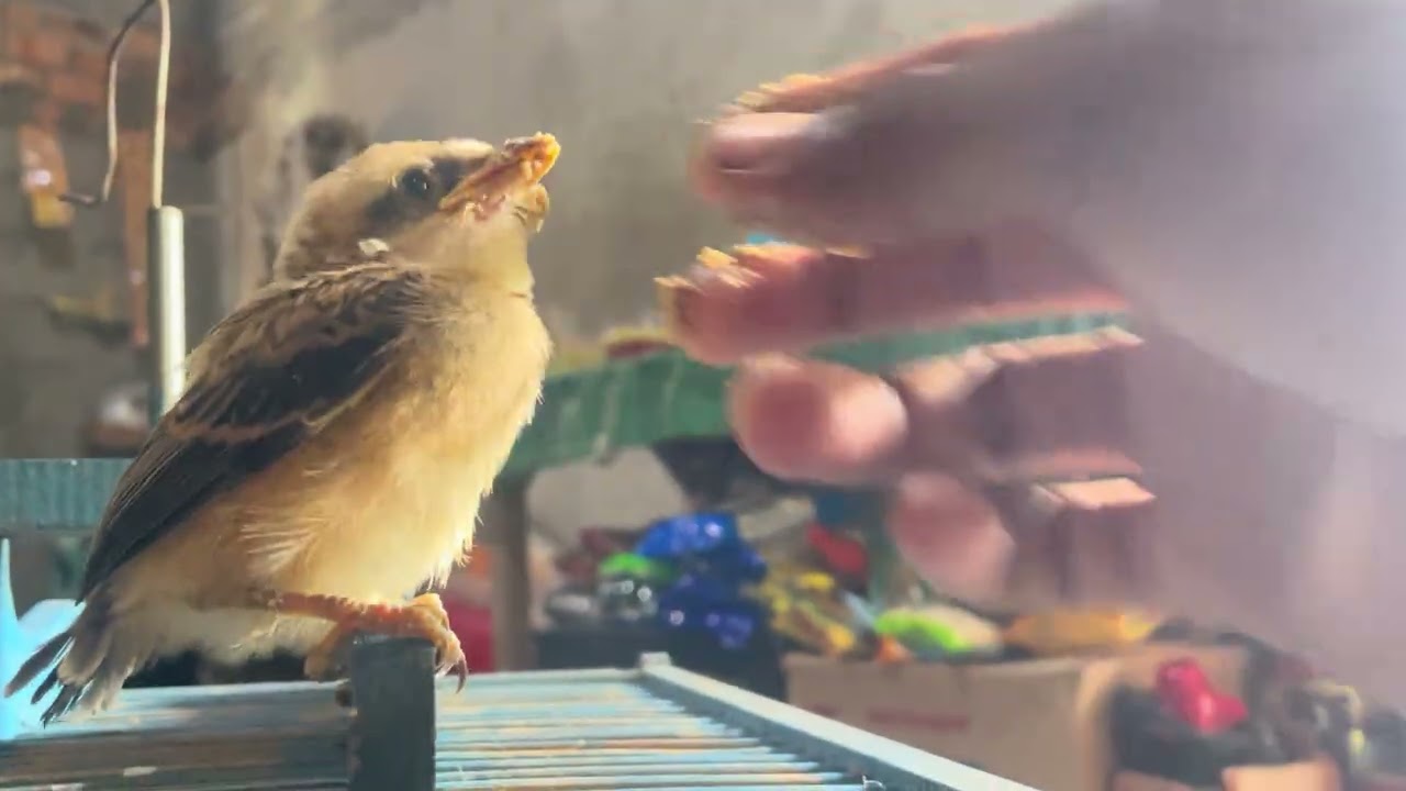 perkembangan anak burung penyet ❤️
