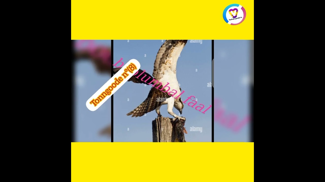 yewtere men n°(8) tindi e daari ciimtol yero dooro jallo ndikkiri joom moolo sawto🎙️boolumbal faal 🦅