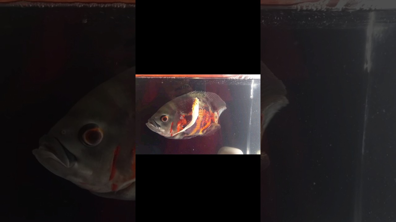 my oscar fish is not eating part-2🐠 what should i do 😰 #fish #oscarfish #fishfeeding #shorts #viral
