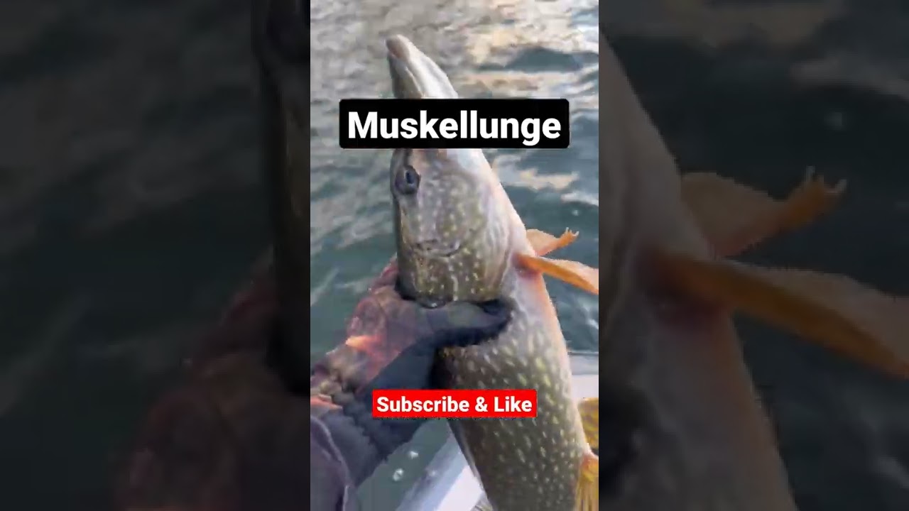 So Pumped that I caught this Muskellunge  #fishtok #fish #pike #fishing #shorts #muskellunge