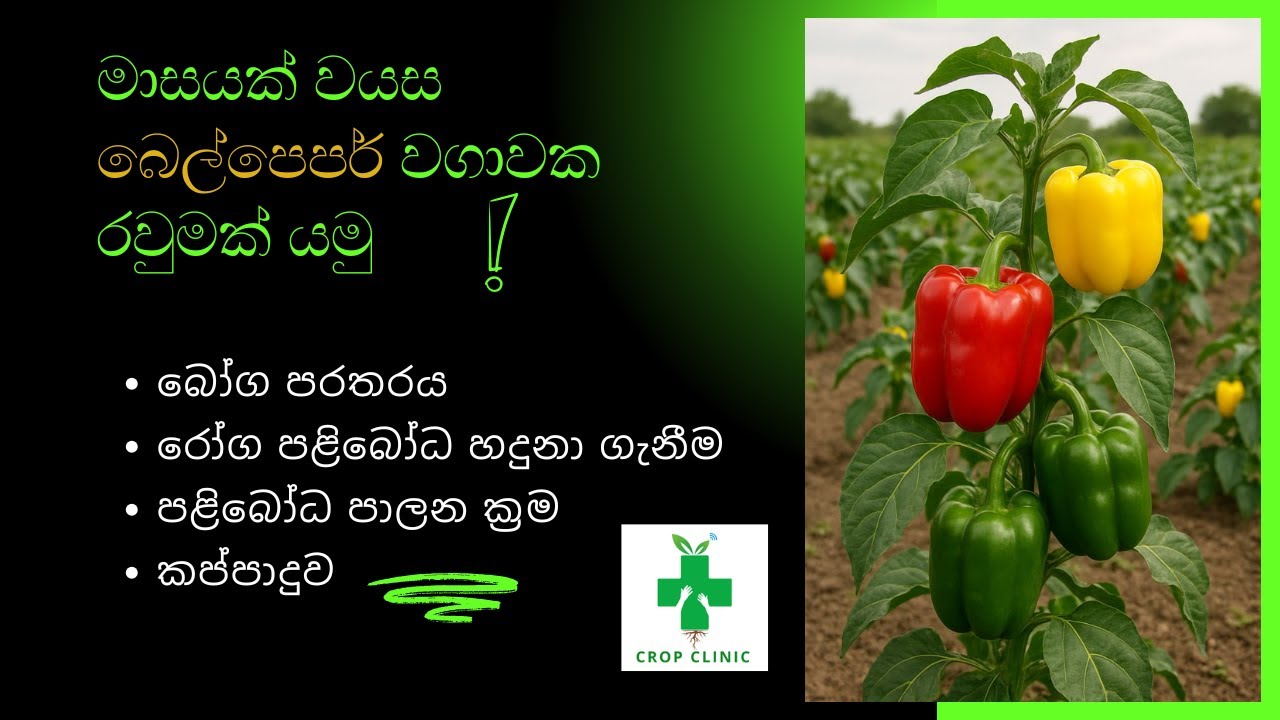 Bell pepper බෙල්පෙපර් වගාවේ රවුමක් යමු