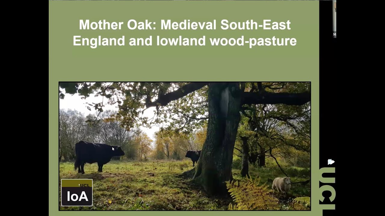 Mother Oak: Medieval South-East England and Lowland Wood-Pasture