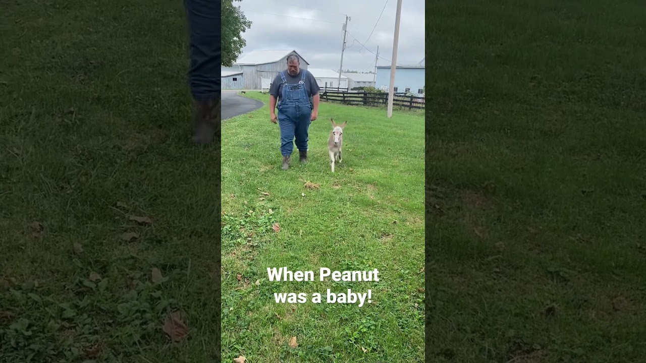 When Peanut, our Mini-donkey, was a baby!