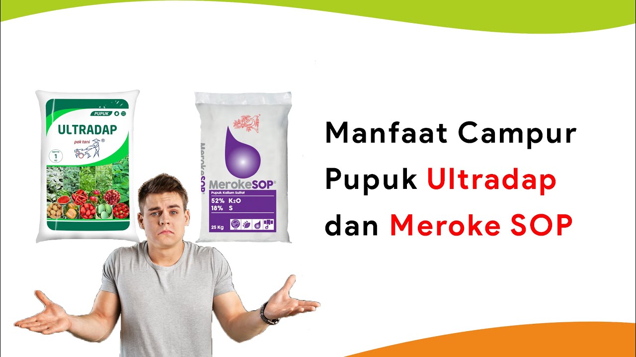Pupuk Meroke SOP Campur Ultradap Musim Kemarau, Masa Bunga Buah