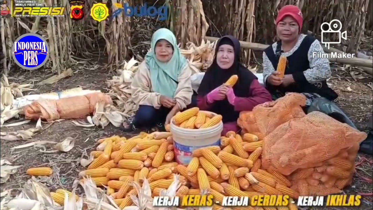 Kegiatan Panen Raya Jagung Hibrida Kuartal 4, Tahun 2025,