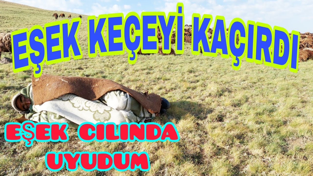 EŞEK KEÇEYİ OBAYA KAÇIRDI KEÇESİZ UYUDUM--ÇOBANLIĞI ZEVKLİ YAPAN ETKENLER NELERDİR(28)