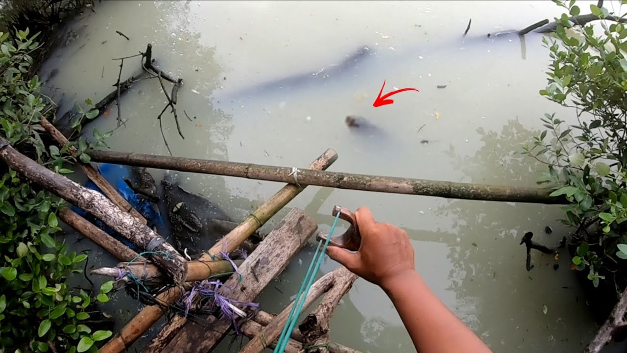 Ribuan ikan TibaTiba Naik Ke Permukaan Fenomena Apa ini Sehingga Membuat Air Laut Berwarna Putih