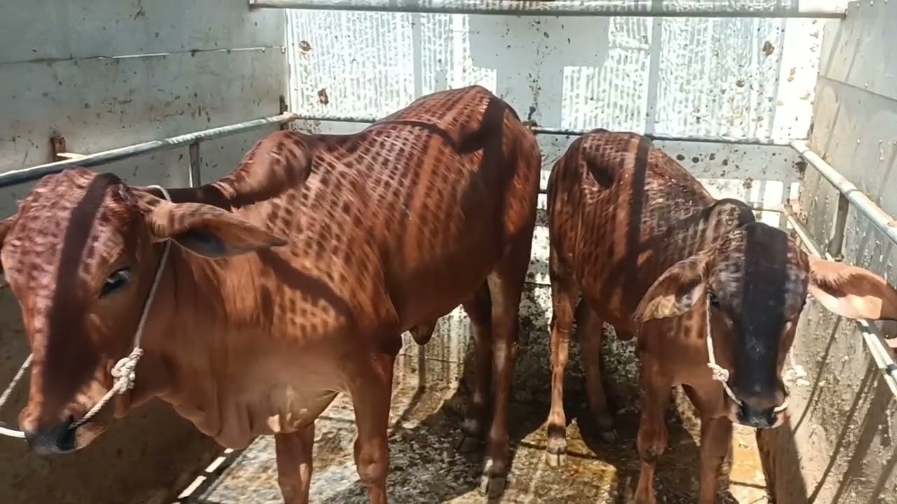 9 tháng 2 tiếp tục giao bò  lứa đẹp về Trà Vinh và Vĩnh Long 0984471687