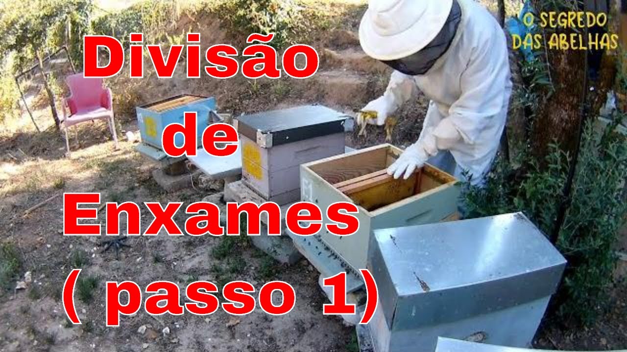 Divisão de Enxames ( Passo 1) @euclidessantanasantana