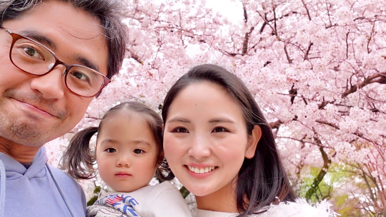 Spring in Japan | Cherry blossom blooming | Sakura