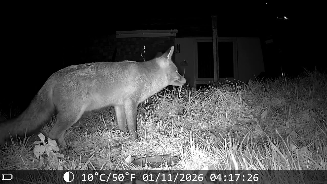 Two Foxes. One winter. Hidden cameras tell the story.