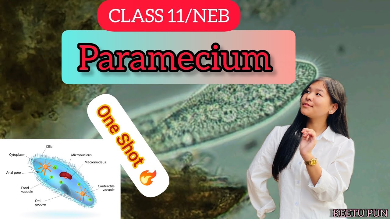 Paramecium|| Class 11-NEB || One Shot 🔥 || Paramecium in Nepali ||Reetu Pun 