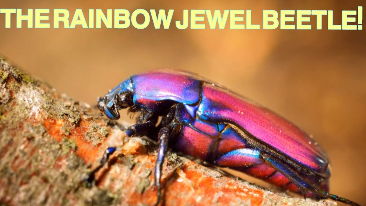 It Looks Like a Living Gem: Meet the Rainbow Beetle!