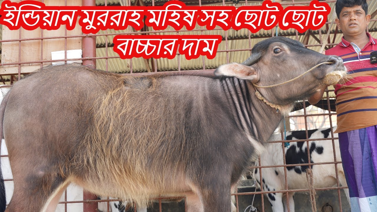 ইন্ডিয়ান মুররাহ জাতের প্রেগন্যান্ট মহিষ সহ মহিষের ছোট ছোট বাচ্চার দাম জানুন। মহিষের বাচ্চার দাম