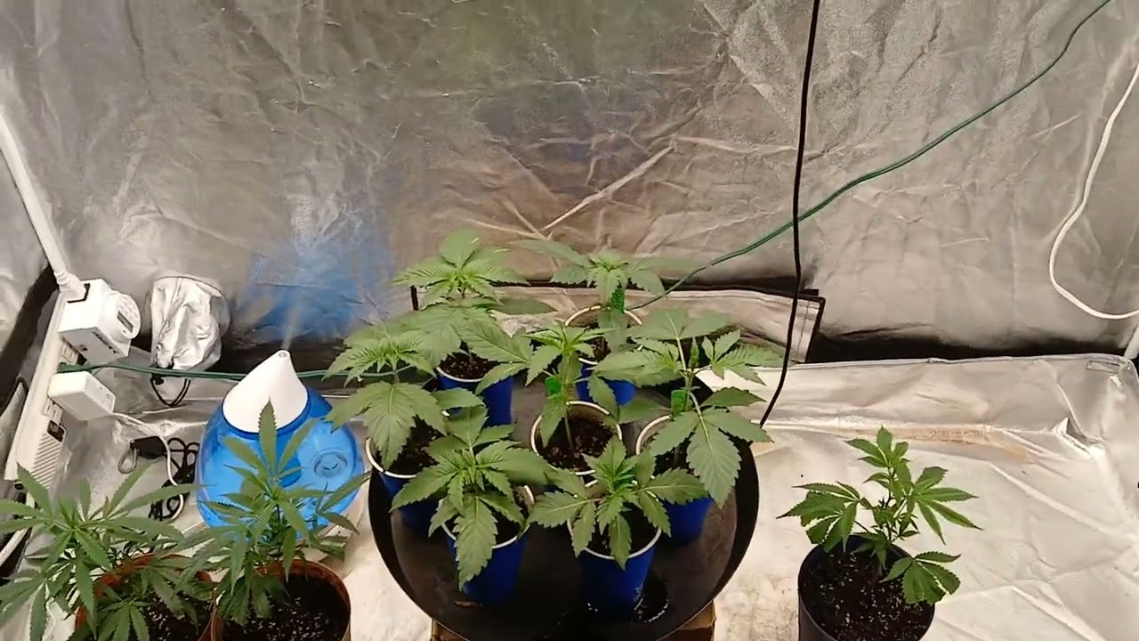 Growing IRIE GENETICS and some clones!