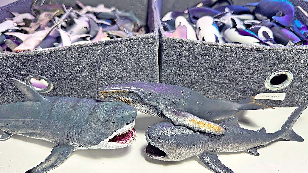 New Sharks & Whales Collection - Great White Shark, Hammerhead Shark, Tiger Shark, Bull Shark