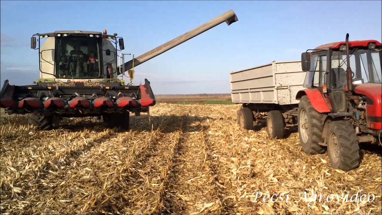 Claas Tucano 450 Kukorica betakarítás/ Corn harvest
