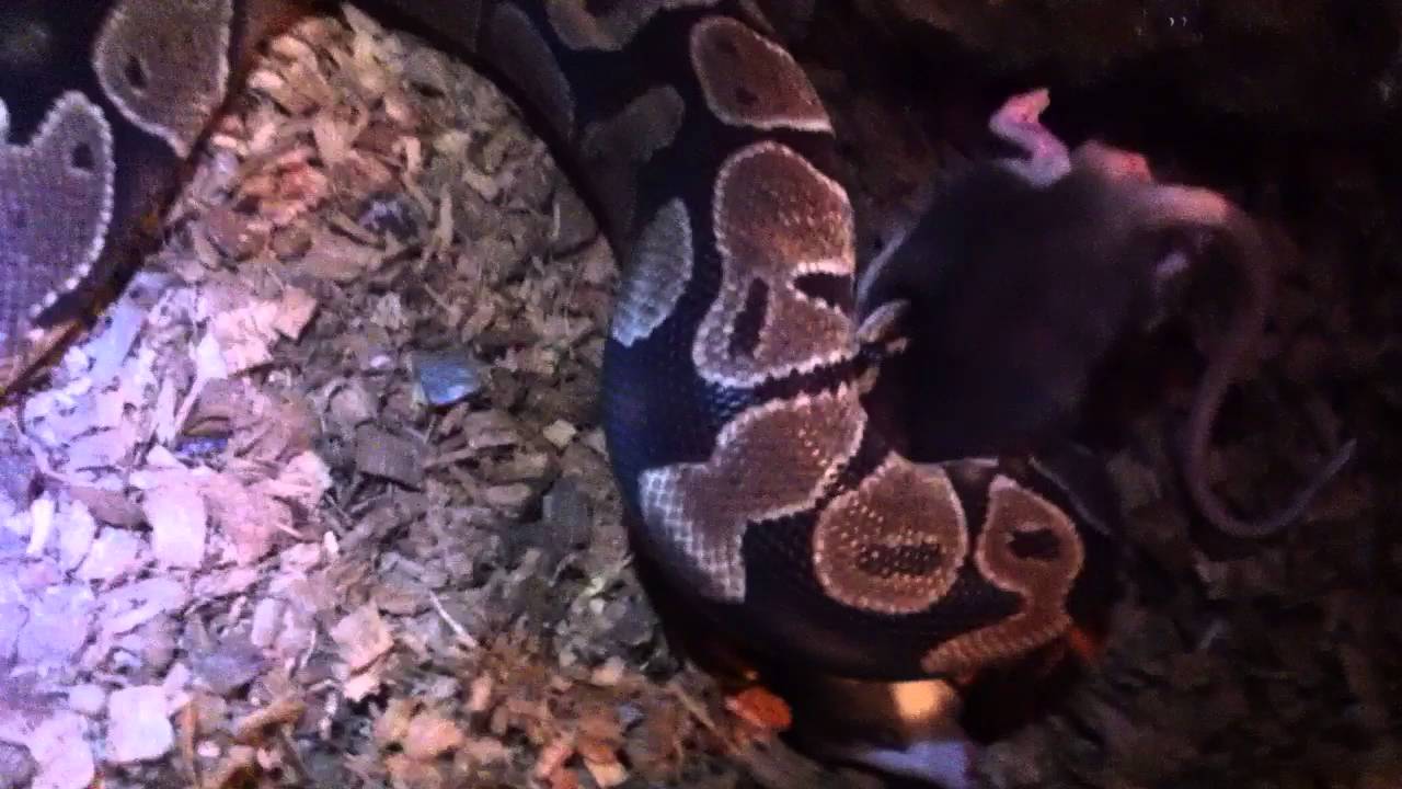 Nourrissage python regius