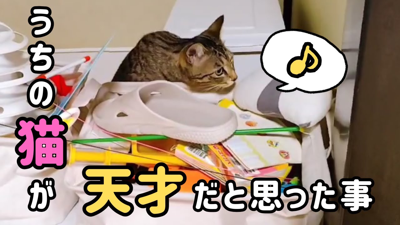 猫がおもちゃ箱を物色してるなーと思ったら・・天才でした