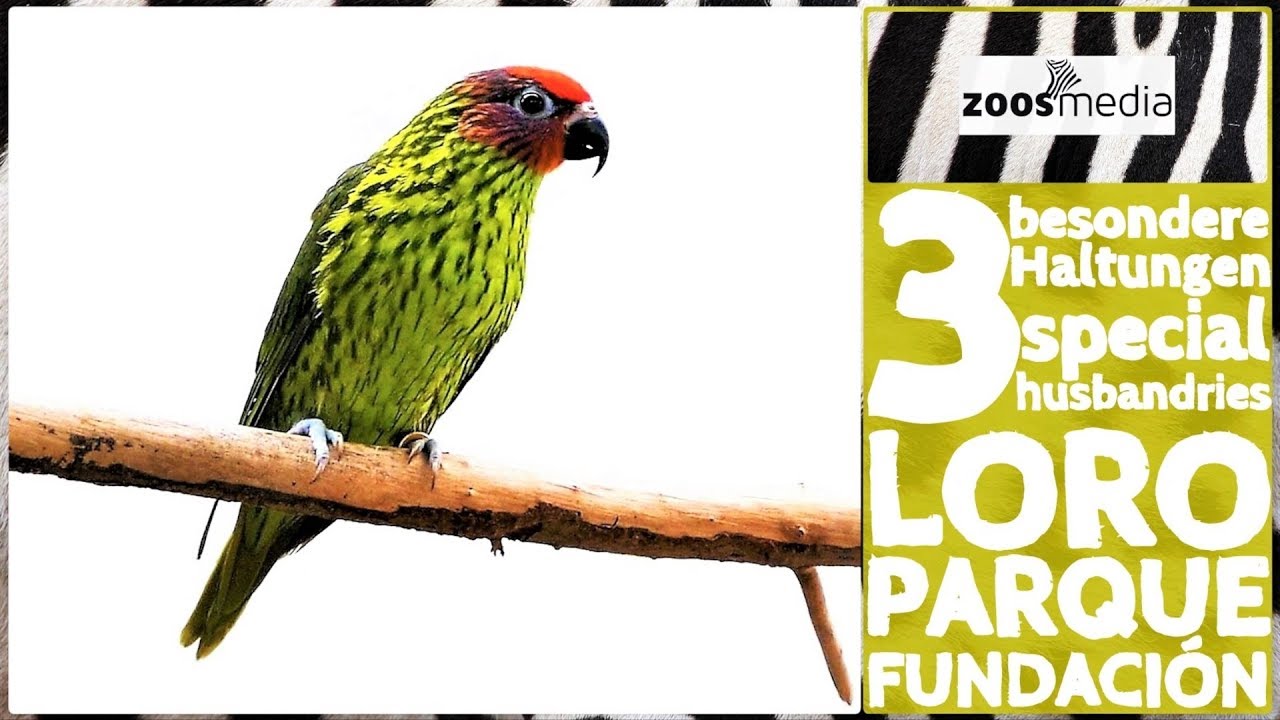 LORO PARQUE Zuchtstation: 3 BESONDERE Haltungen 😲 | zoos.media