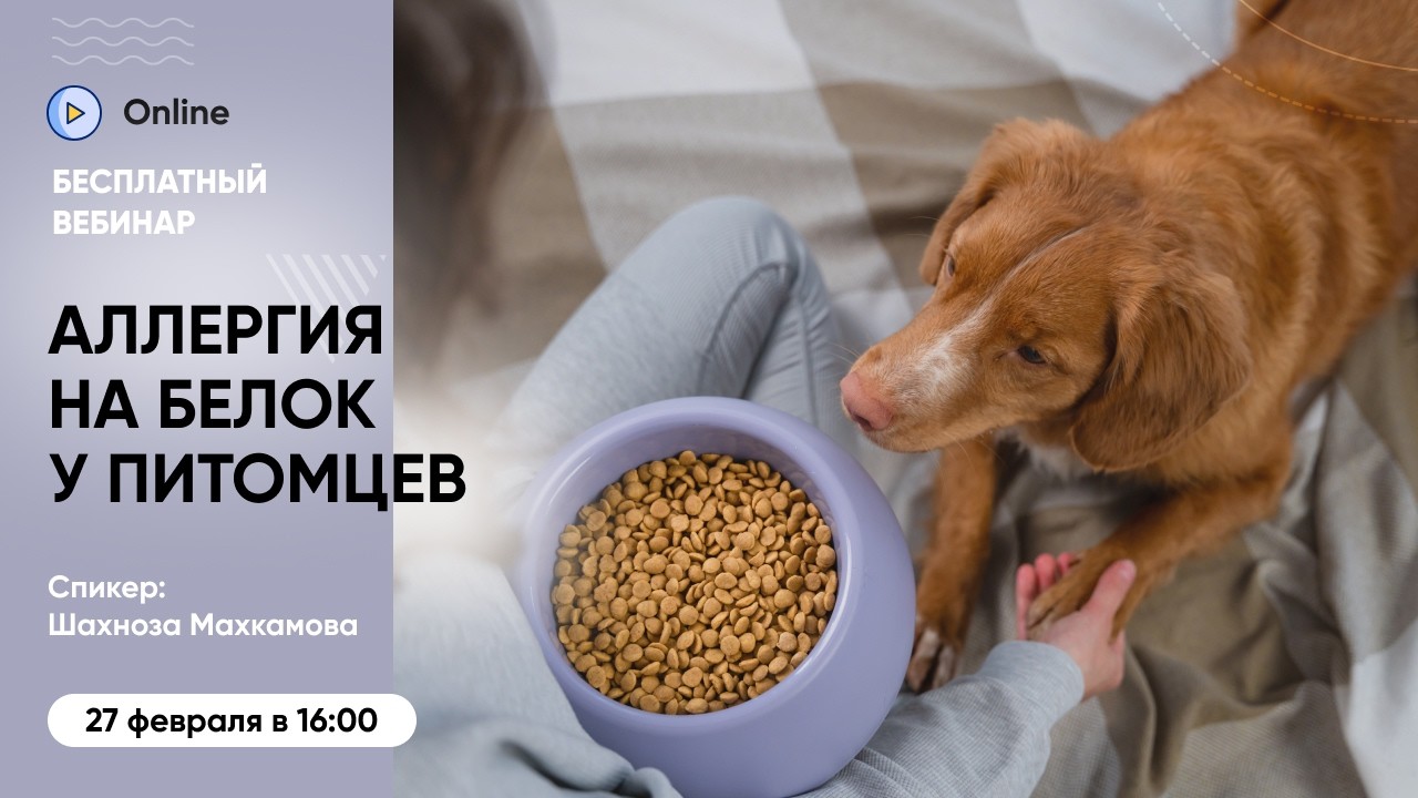 Бесплатный вебинар «Как определить аллергию на белок у питомца и подобрать оптимальный корм»