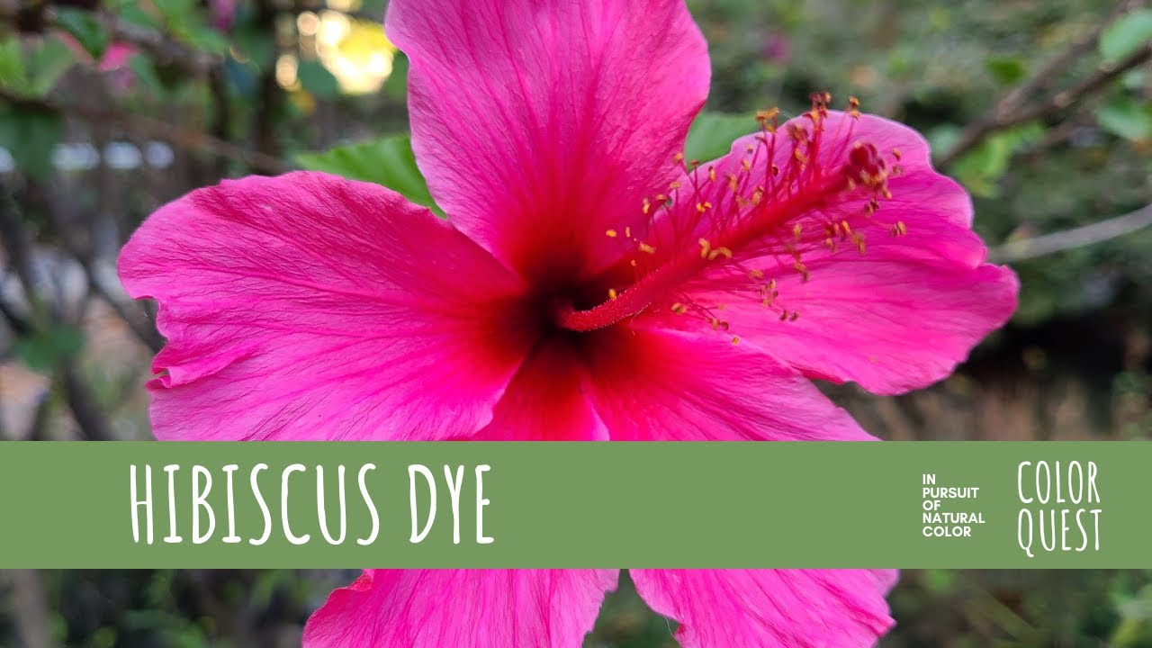 HOW TO MAKE NATURAL DYE WITH HIBISCUS | ORGANIC COLOR | RED AND PINK