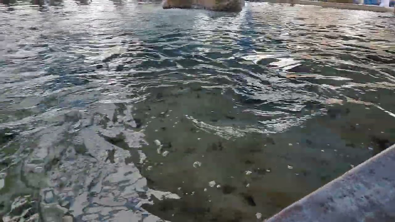 Stingray touch pool