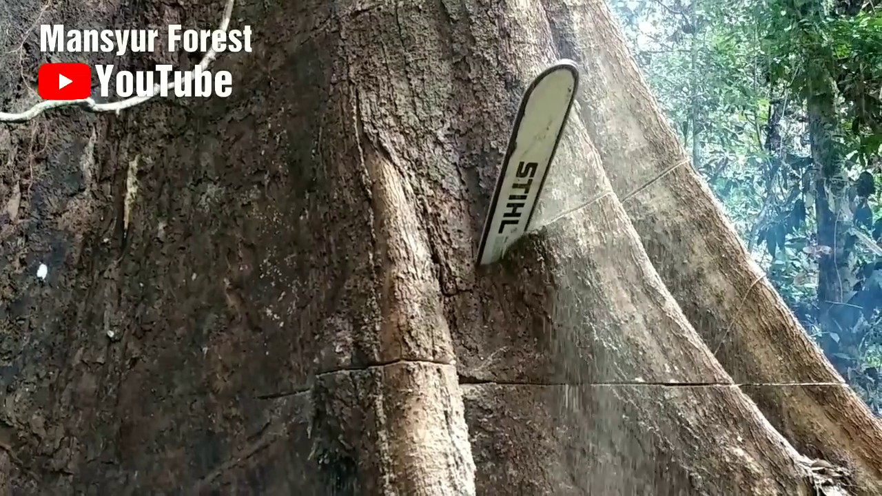 Sebelum Menebang Pohon Maka Disekeliling Pohon Itu Harus Dibersihkan