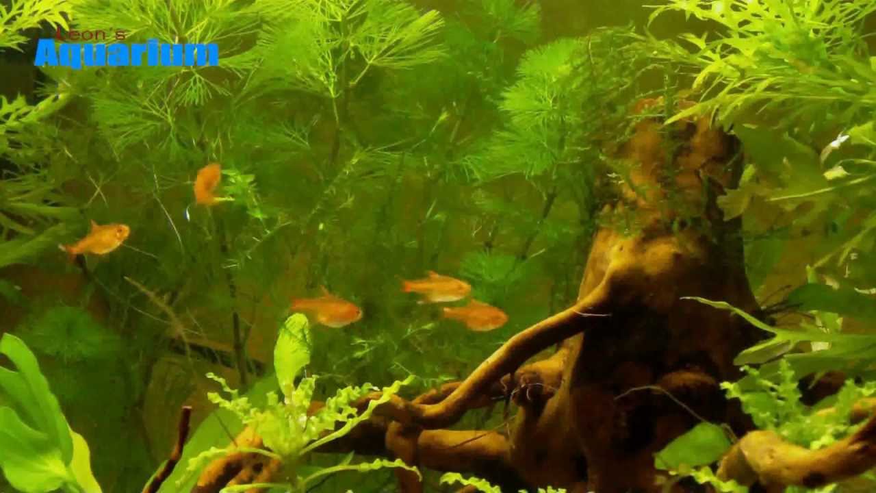 Funkensalmler  -  Erdbeersalmler - Feuertetra - Hyphessobrycon amandae  -  [1080p]
