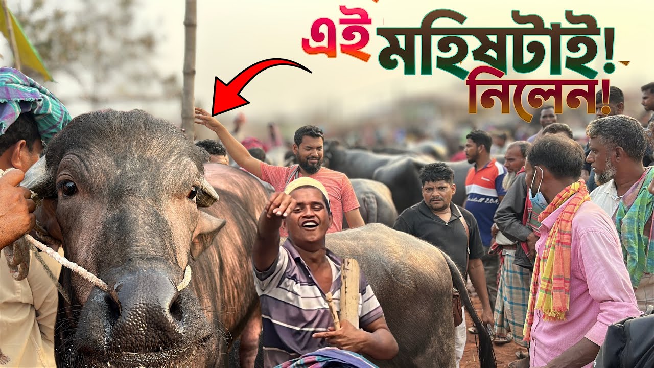 রাজশাহী সিটি হাটে মহিষ নিলেন আকরাম ভাই! দরদাম যুদ্ধ | Rajshahi City Haat ১৫ মার্চ ২০২৬