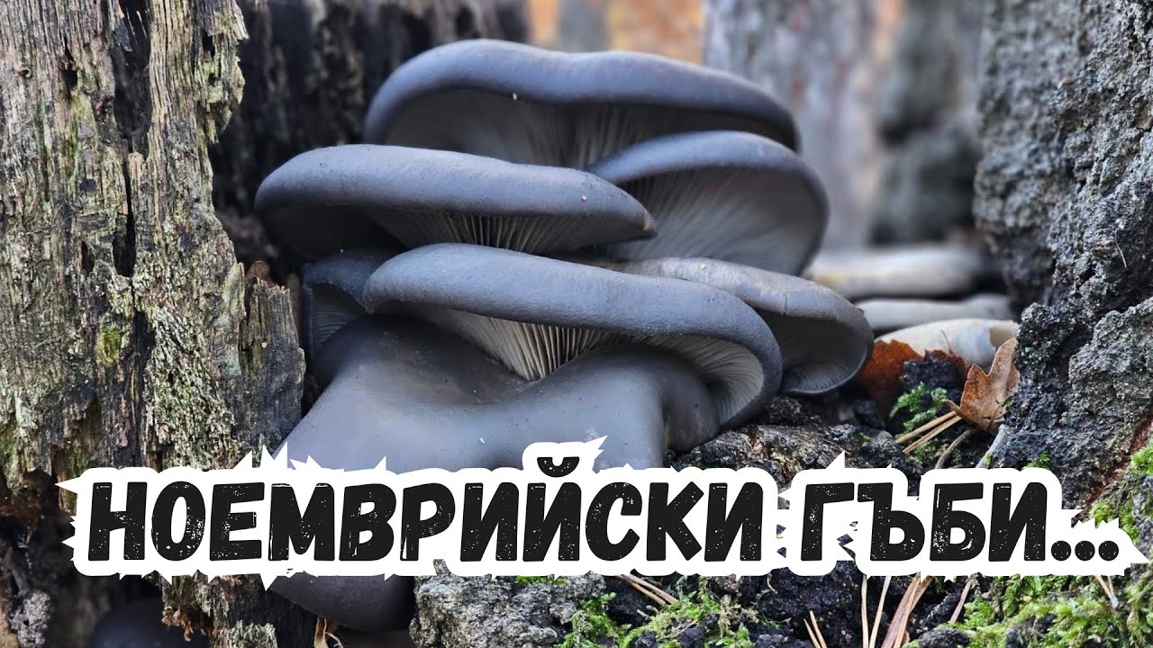 #гората