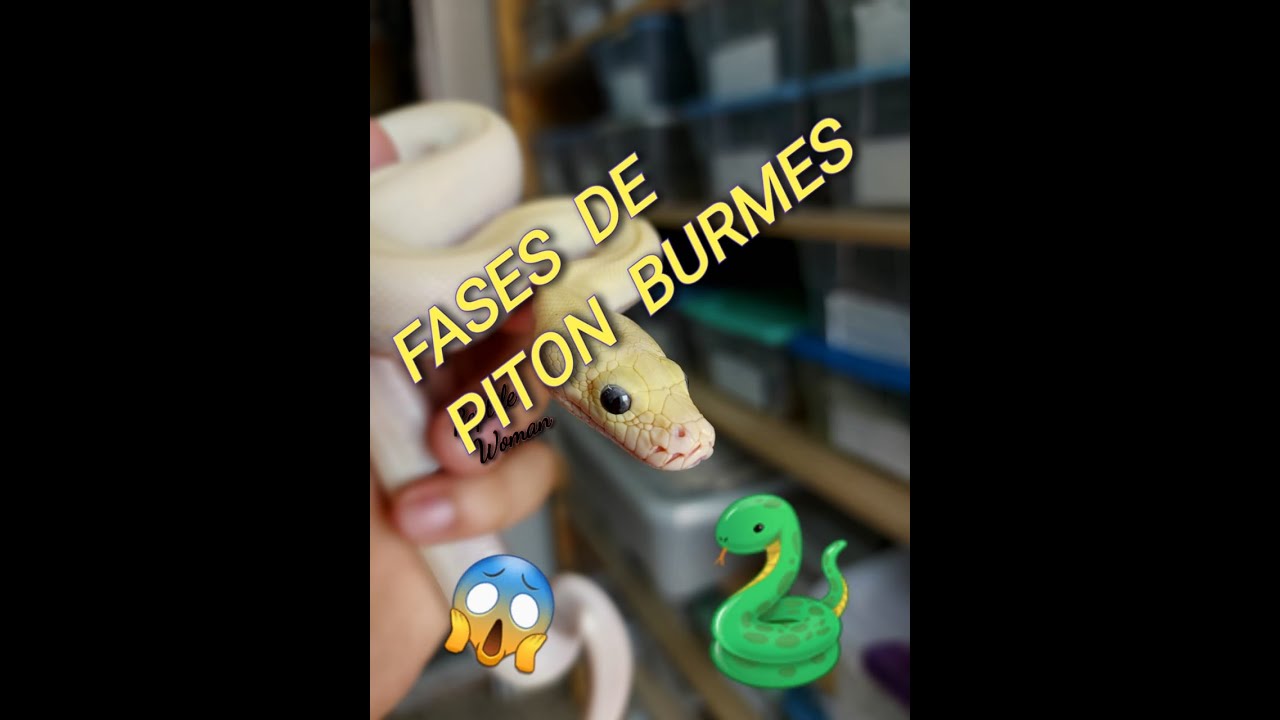 FASES DE PITÓN BURMES!!!