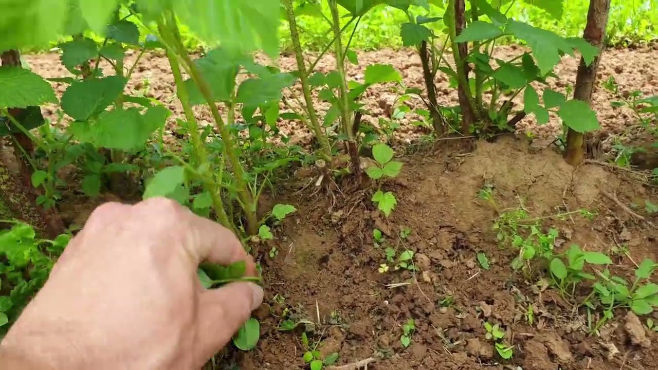 Uništavanje korova i prorijeđivanje maline - 16.5.2021.