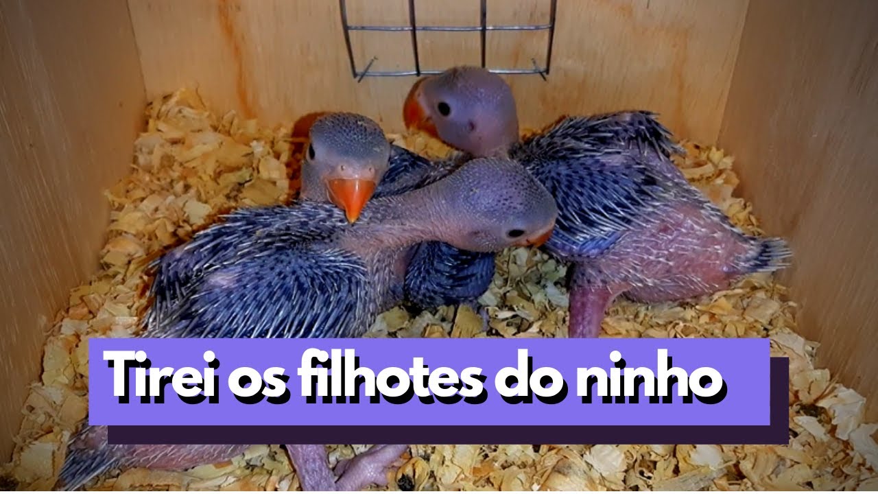 TRATANDO FILHOTES DE RING NECK NA PAPA