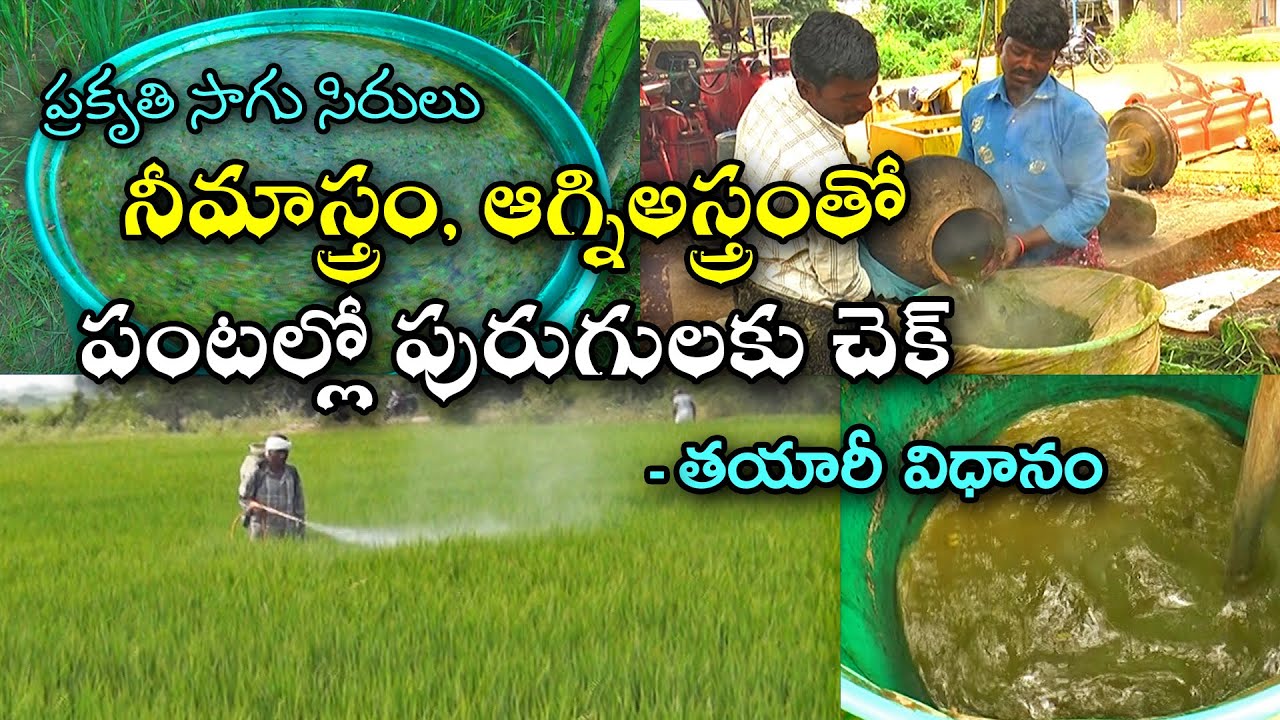 నీమాస్త్రం, అగ్నిఅస్త్రంతో  పురుగులకు చెక్ || How to Prepare Neemastra & AgniAstra || Karshaka Mitra