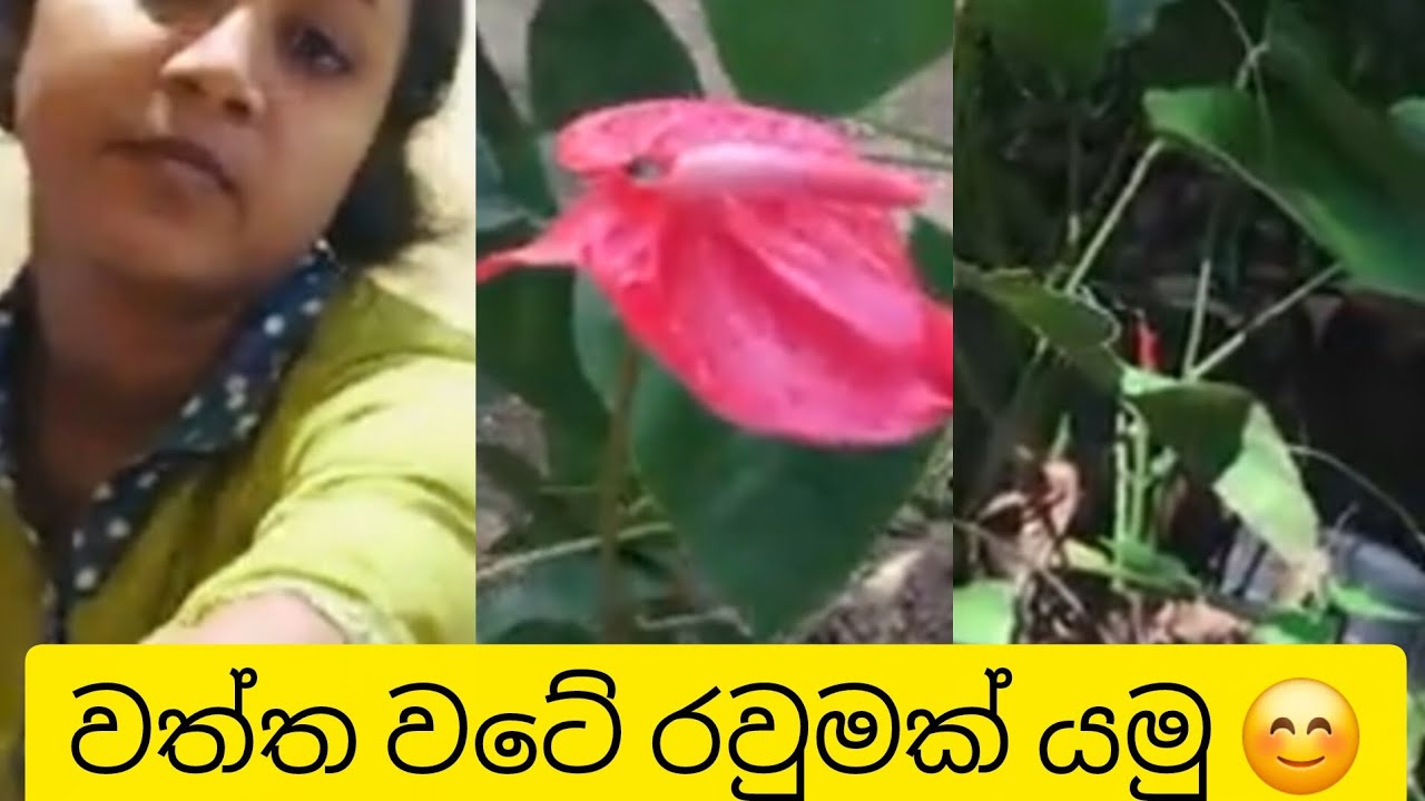 🍃අපේ වත්තේ ලස්සන විසිතුරු ශාක 🌿 | Anthurium & Garden Vlog