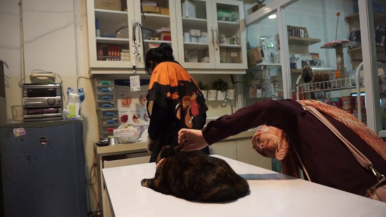 TIPS BAIK: #PET PARENTS# BAWA APIS (bukan kucing gembel) KE DRH!! JANGAN LUPA VAKSIN KUCING GUYS!