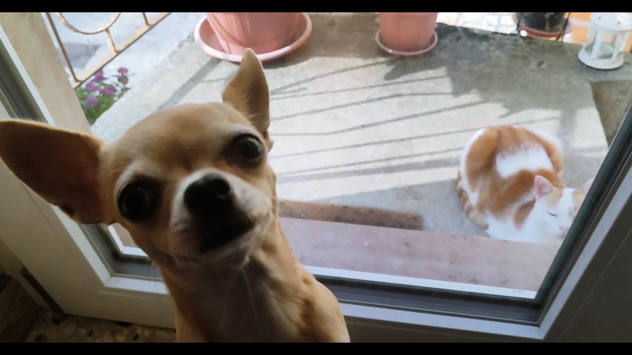 Vlog: la felicità è semplice