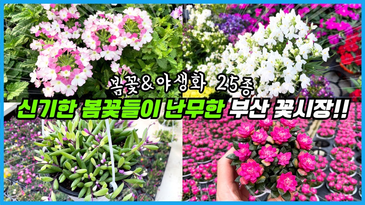 서울과 전혀 다른 식물들을 판매하는 부산 꽃시장!! 역대급 화려한 봄꽃 야생화 25종!!