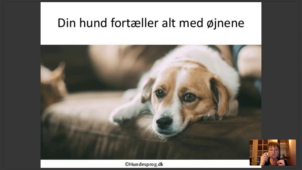 Livestream for Hundesprog