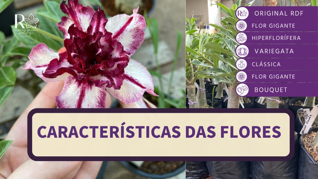 FLORES da *ROSA DO DESERTO*  e suas peculiaridades! Vem conhecer!