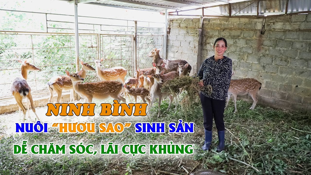 Lợi nhuận 1 tỷ/năm nhờ nuôi hươu sinh sản & lấy nhung | Kỹ thuật nuôi hươu sinh sản cho thu nhập cao