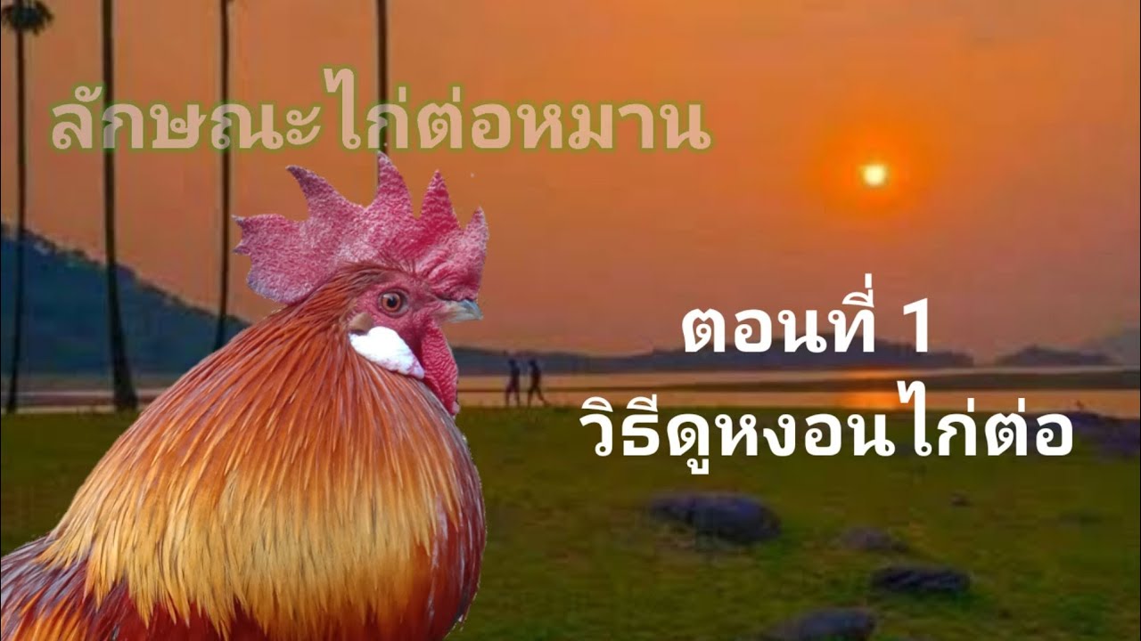 ลักษณะไก่ต่อหมาน ตอนที่ 1 วิธีดูหงอนก่อนเลือกครับ 😗😗😗