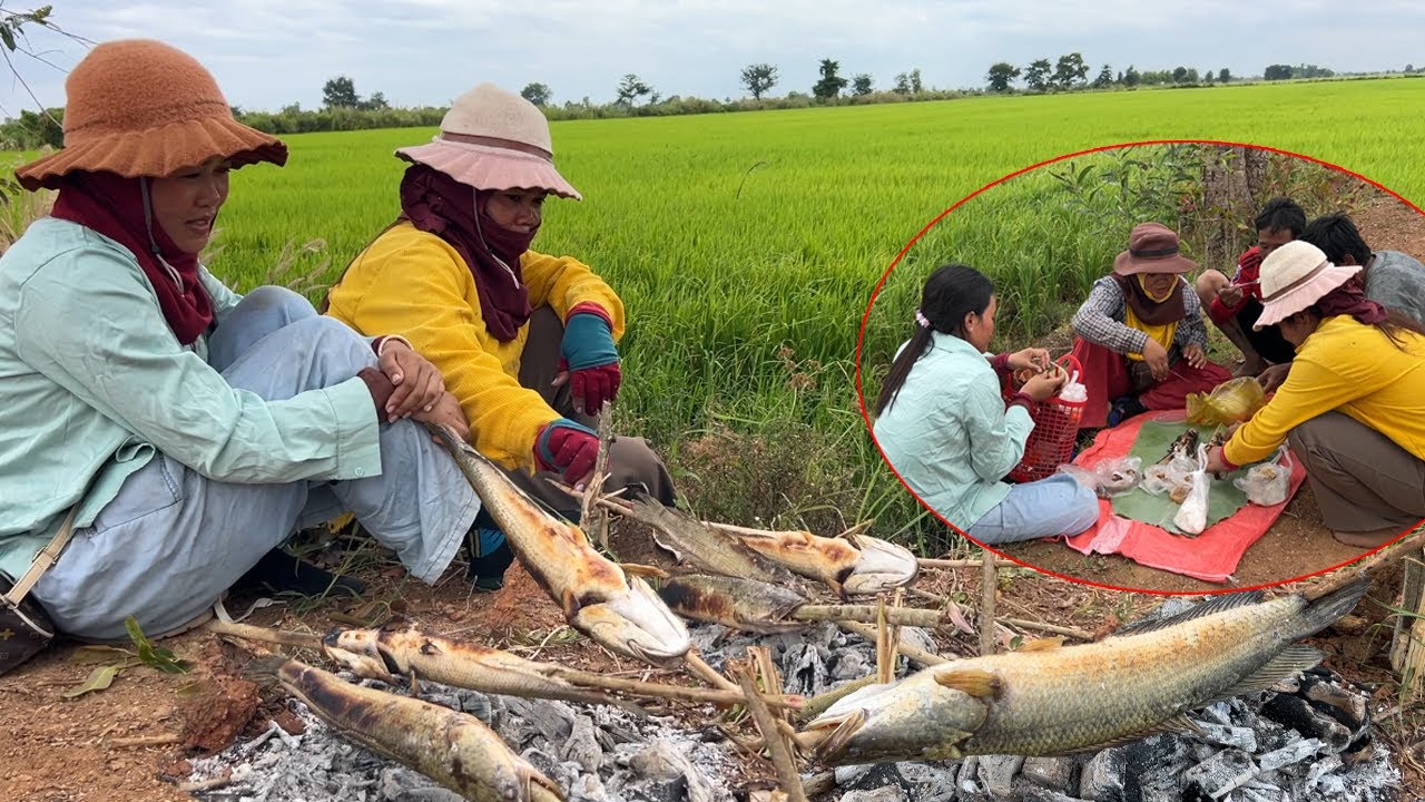 ស្រក់ទឹកមាត់ រ៉ស់ៗ អាំងក្តៅៗ តាមវាលស្រែបែបនេះ សាចផ្អែមល្អណាស់ ឆ្ងាញ់មែនទែន