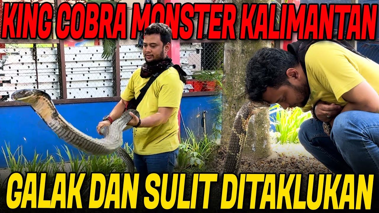 GALAKNYA MONSTER KING COBRA KALIMANTAN HASIL RESCUE DAMKAR KOTA BONTANG !!